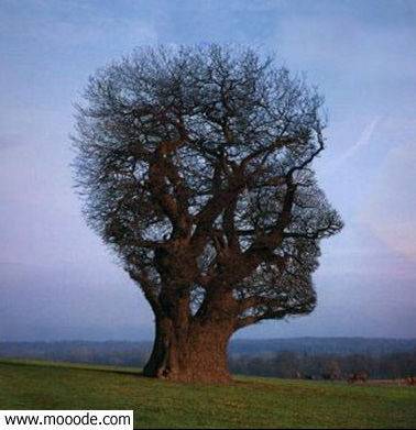 ........chof  3aml  b7a  ras